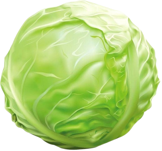 Cabbage