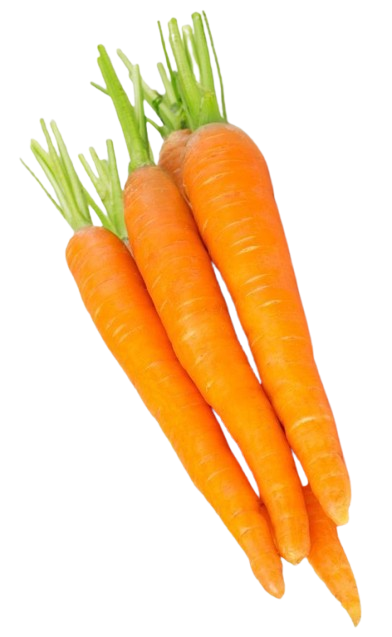 Carrot